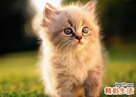 梦见被猫追是什么意思，做梦梦到猫一直追我甩不掉
