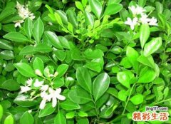 家里有九里香吉利吗？九里香有什么寓意吗？