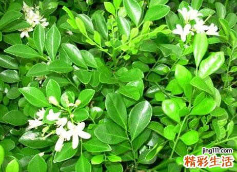 家里有九里香吉利吗？九里香有什么寓意吗？