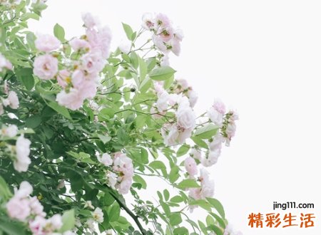 7个字网名，最新好听的7个字昵称
