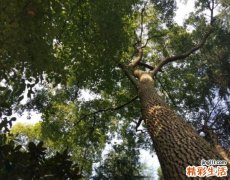 樟树为什么是凶树 樟树的风水作用有哪些