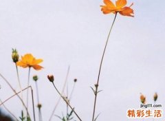 三个字网名，最新好听的三个字昵称