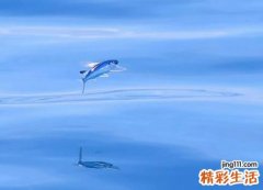 梦见鱼在天上飞是什么意思，做梦梦到巨大的鱼在天上飞
