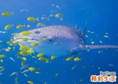 孕妇梦见鱼有什么预兆，孕妇梦到抓鱼是男是女
