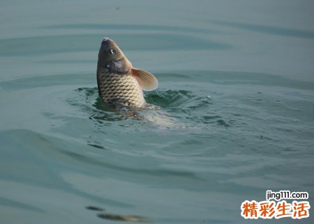 梦见好多鱼有什么预兆，女人梦见水里好多鱼