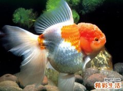 梦见吃大鱼好不好，做梦梦到和别人一起吃大鱼