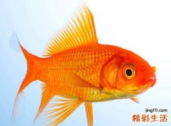 梦见鱼吃人预示什么，做梦梦到巨大的鱼把人吃了