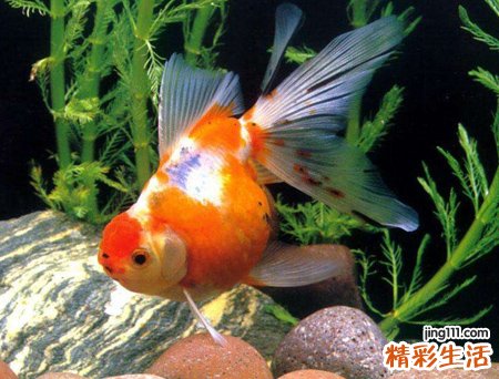 梦见鱼咬人有什么预兆，做梦梦到鱼很凶跳出咬人