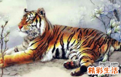农历十一月份的虎宝宝好吗 十一月份的虎宝宝好不好