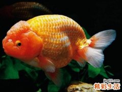 梦见鱼咬手是什么意思，做梦梦到被鱼咬手出血了