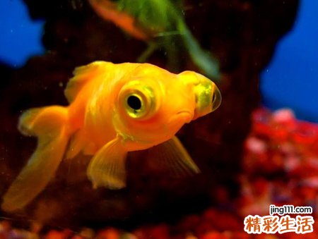 梦见抓到鱼是什么意思，做梦梦到在水里抓到活鱼