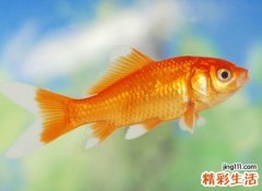 梦见鱼好不好，做梦梦到自己用手抓到活鱼