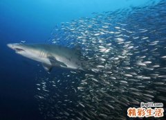梦见鱼是什么意思，女人梦见鱼一定会怀孕吗