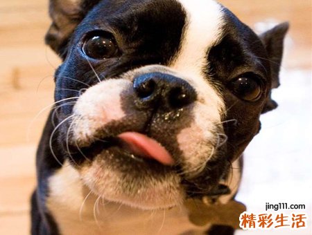 梦见狗咬手指是什么意思，做梦梦到狗咬自己食指