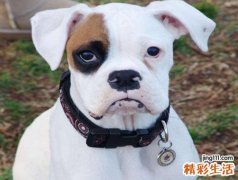 梦见狗死了有什么预兆，做梦梦到不认识的狗死了
