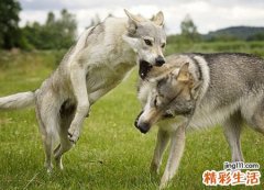 梦见狗咬狗有什么预兆，女人梦见狗咬狗