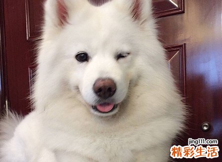 梦见狗咬手有什么寓意，做梦梦到狗咬手出血