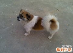 梦见狗咬我是什么意思，做梦梦到狗想咬我但没咬到