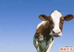 属牛的六个合贵人 属牛的和什么属相最配