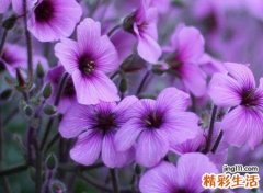 qq四字网名，最新好听的qq四字昵称