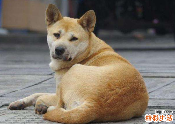什么颜色的狗旺主人 狗旺主人的特征