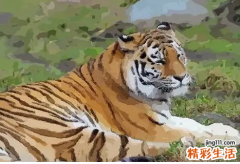不能娶属虎的女人 属虎的女人花心吗