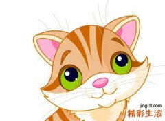 梦见被猫追有什么预兆，女人梦见被猫追着攻击
