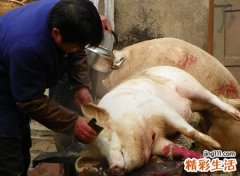 梦见杀猪见血好不好，做梦梦到杀猪流了很多血