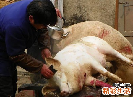 梦见杀猪见血好不好，做梦梦到杀猪流了很多血