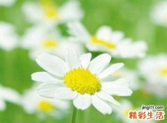 好听的三个字网名，最新有个性的三个字昵称
