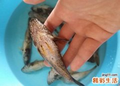 梦见鱼咬人是什么意思，做梦梦到怪鱼咬人