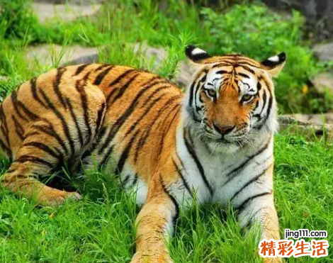 2022年属虎要出大事 2022年属虎的运势怎么样
