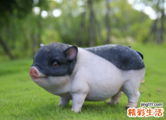 属猪的和什么属相最配、相克 属猪的命运一生怎么样