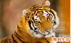 属虎的和什么属相最配、相克 属虎的贵人是什么属相