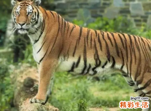 86年属虎人最穷不过36岁 86年属虎人一生命运