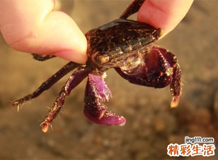 梦见抓螃蟹好不好，做梦梦到自己抓了很多螃蟹