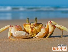 梦见抓螃蟹好不好，做梦梦到自己抓了很多螃蟹