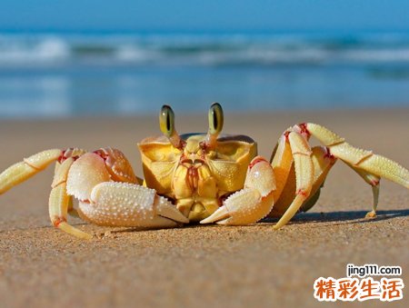 梦见抓螃蟹好不好，做梦梦到自己抓了很多螃蟹