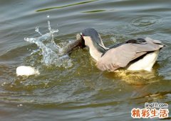 梦见在河里抓鱼是什么意思，做梦梦到自己用手抓到活鱼