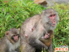 属猴和什么属相最配、相克 属猴人几月出生命好