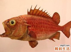 梦见吃大鱼有什么预兆，做梦梦到和家人一起吃大鱼