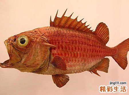 梦见吃大鱼有什么预兆，做梦梦到和家人一起吃大鱼