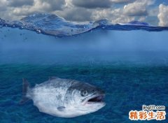 梦见大鳄鱼是什么意思，做梦梦到鳄鱼会发财吗