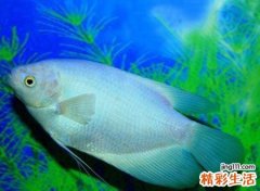梦见别人吃鱼好吗，做梦梦到别人吃鱼我没吃着