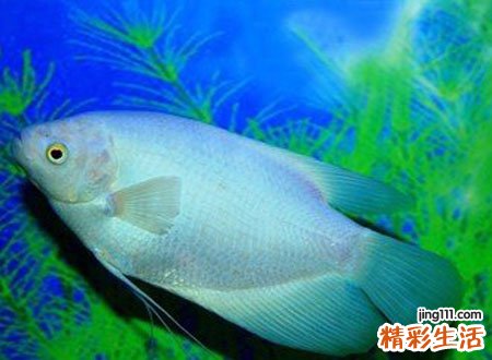 梦见别人吃鱼好吗，做梦梦到别人吃鱼我没吃着