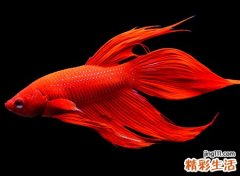 梦见捞鱼有什么预兆，女人梦见捞很多活鱼