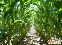 梦见玉米地好吗，梦到偷吃玉米被赶出家族