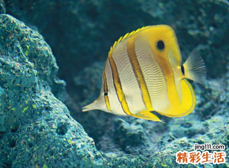 梦见别人抓鱼预示什么，做梦梦到别人在捞鱼我在看