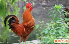 属鸡多大年龄 属鸡的几月出生最好