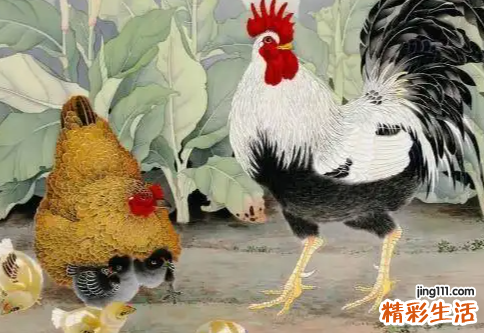 属鸡的多大年龄 属鸡2022年的运势及运程